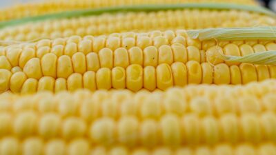 Hadapi Krisis Pangan Global, Pemerintah Pastikan Produksi Beras Nasional Surplus