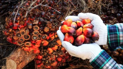 Tandan-buah-segar-kelapa-sawit-e1754458213376