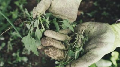 Manfaat Berkebun: Hobi Hijau untuk Kesehatan Mental