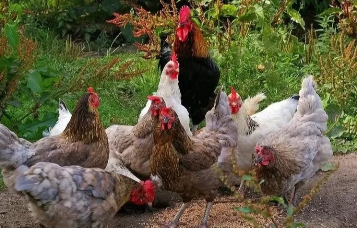 Jabar Antisipasi Kenaikan Harga Ayam dan Telur Dampak MBG