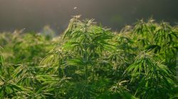 Bareskrim Bongkar Modus Baru Distribusi Ganja Lewat Sungai